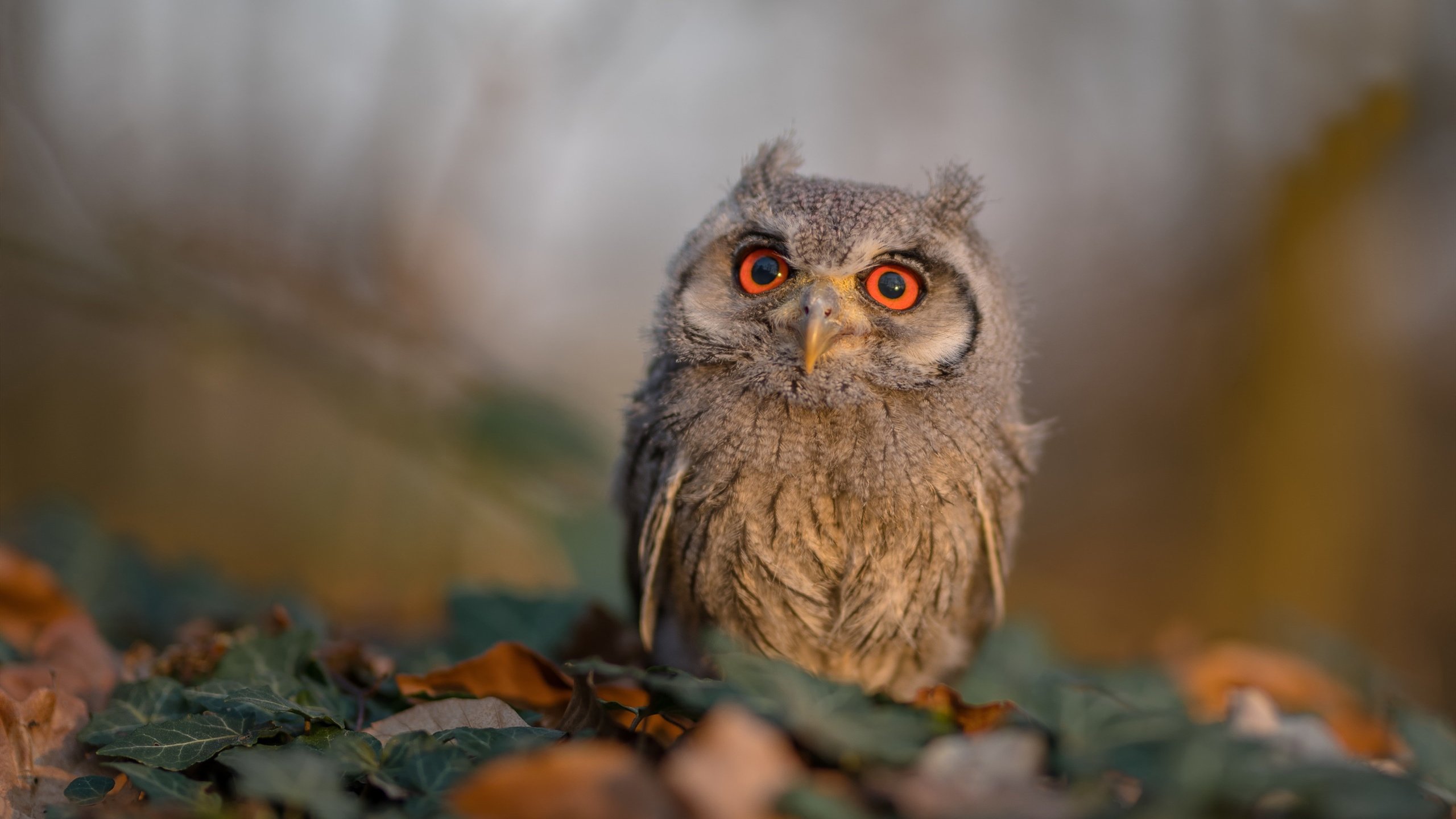 意大利马术队在2024年巴黎奥运会上表现出色，获得团体障碍赛第五名，创造历史最佳成绩。